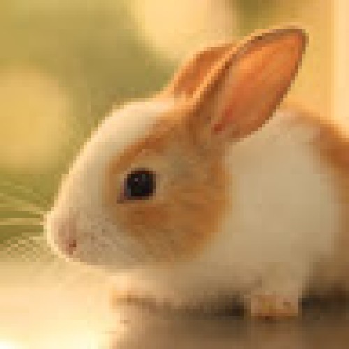 JRABBIT 